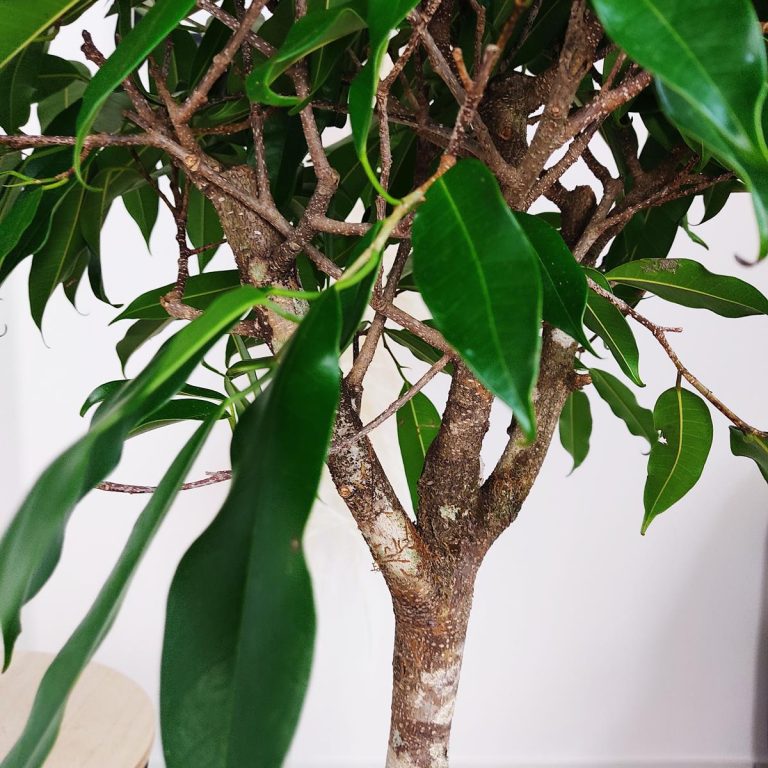 Fikus wierzbolistny (Ficus binnenijkii 'Amstel King') 110cm