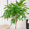 Fikus wierzbolistny (Ficus binnenijkii ‘Amstel King’) 100-110cm
