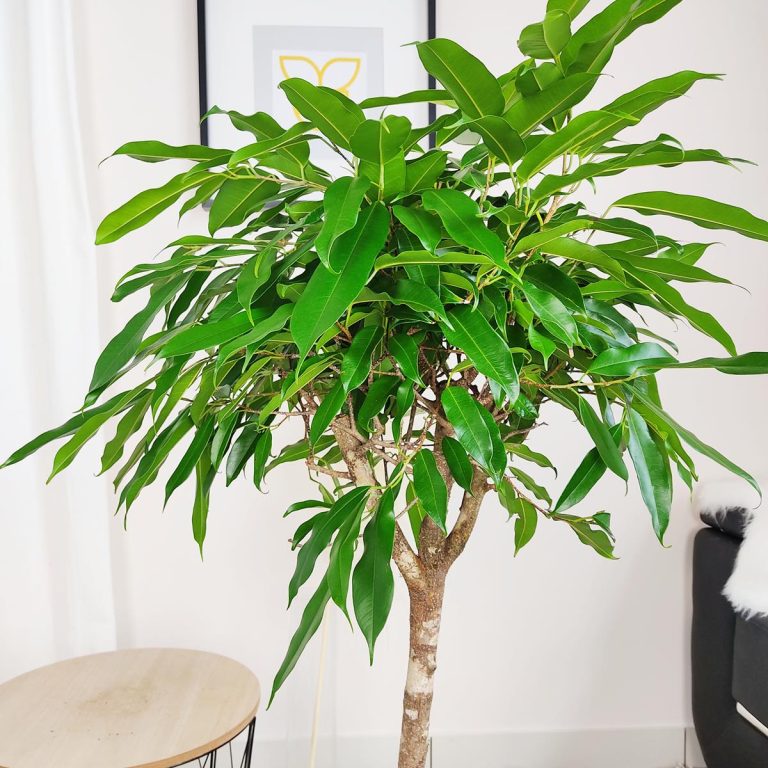 Fikus wierzbolistny (Ficus binnenijkii 'Amstel King') 110cm