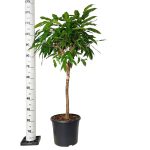 Fikus wierzbolistny (Ficus binnenijkii 'Amstel King') 110cm