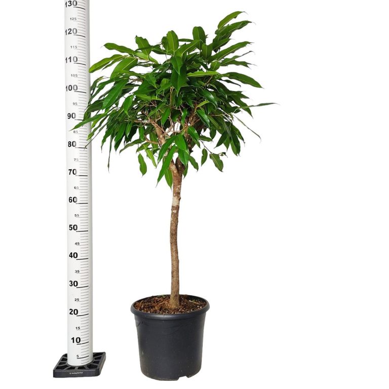 Fikus wierzbolistny (Ficus binnenijkii 'Amstel King') 110cm