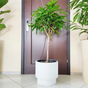 Fikus wierzbolistny (Ficus binnenijkii 'Amstel King') 110cm