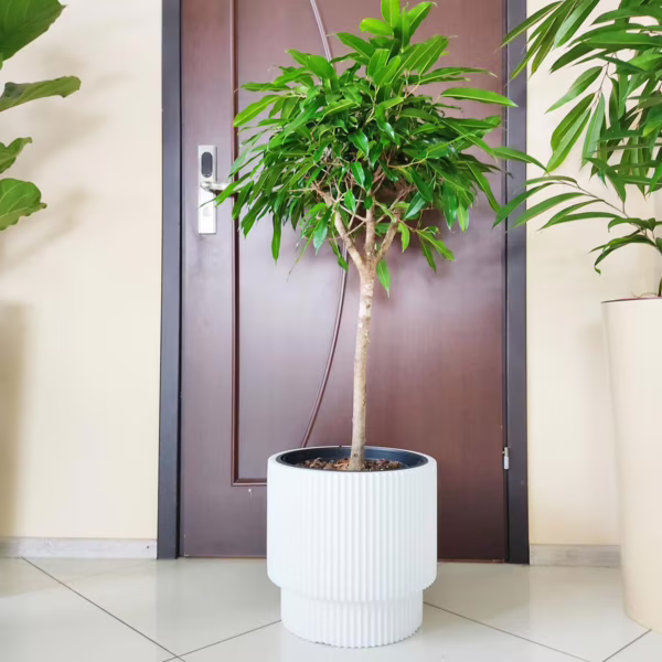 Fikus wierzbolistny (Ficus binnenijkii 'Amstel King') 100-110cm