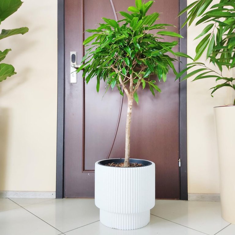 Fikus wierzbolistny (Ficus binnenijkii 'Amstel King') 110cm