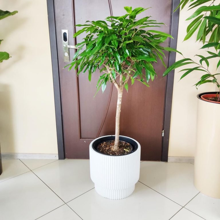 Fikus wierzbolistny (Ficus binnenijkii 'Amstel King') 110cm