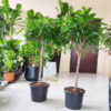 Fikus wierzbolistny (Ficus binnenijkii ‘Amstel King’) 100-110cm