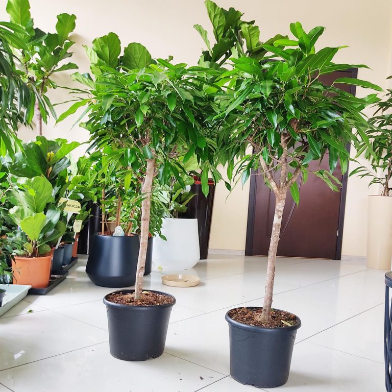 Fikus wierzbolistny (Ficus binnenijkii 'Amstel King') 110cm