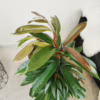 Fikus wierzbolistny (Ficus binnenijkii ‘Amstel King’) 100-110cm