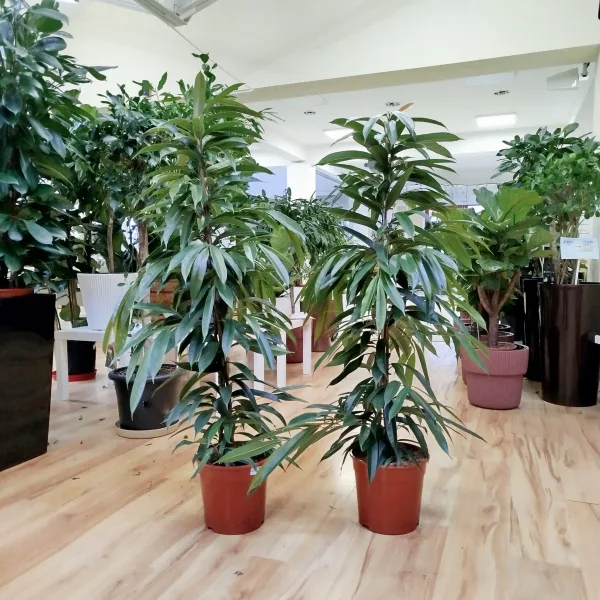 Fikus wierzbolistny (Ficus binnenijkii 'Amstel King') 150cm