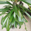 Fikus wierzbolistny (Ficus binnenijkii ‘Amstel King’) 100-110cm