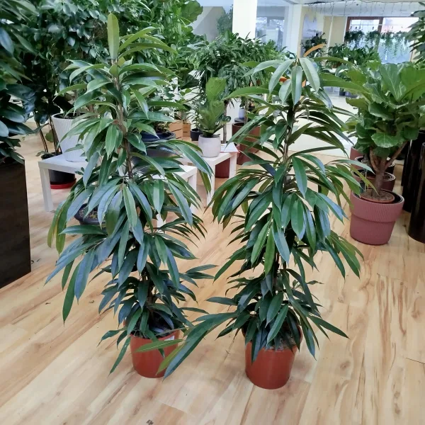 Fikus wierzbolistny (Ficus binnenijkii 'Amstel King') 150cm