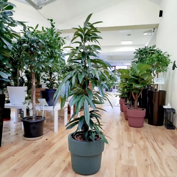 Fikus wierzbolistny (Ficus binnenijkii 'Amstel King') 145-155cm