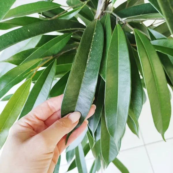 Fikus wierzbolistny (Ficus binnenijkii 'Amstel King') 150cm