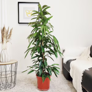 Fikus wierzbolistny (Ficus binnenijkii 'Amstel King') 145-155cm