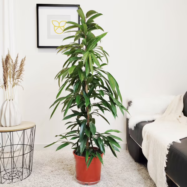 Fikus wierzbolistny (Ficus binnenijkii 'Amstel King') 145-155cm