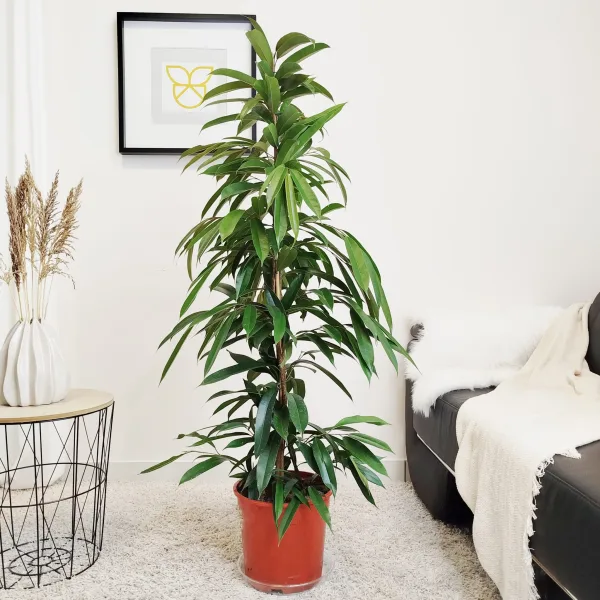 Fikus wierzbolistny (Ficus binnenijkii 'Amstel King') 150cm