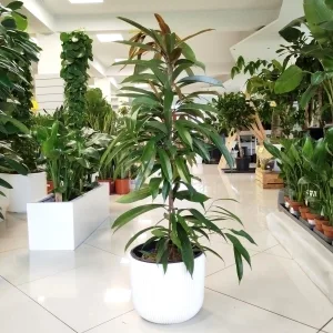 Fikus wierzbolistny (Ficus binnenijkii 'Amstel King') 110cm