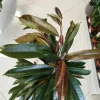 Fikus wierzbolistny (Ficus binnenijkii ‘Amstel King’) 100-110cm