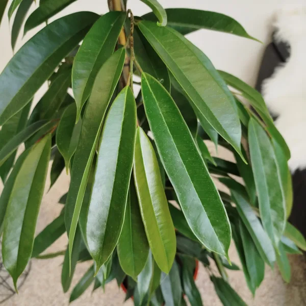 Fikus wierzbolistny (Ficus binnenijkii 'Amstel King') 150cm