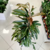 Fikus wierzbolistny (Ficus binnenijkii ‘Amstel King’) 100-110cm