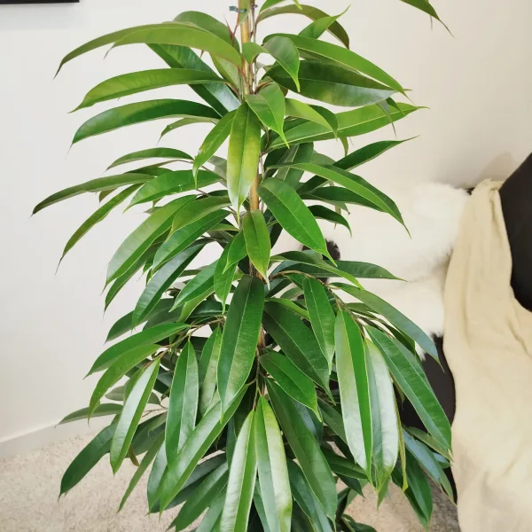 Fikus wierzbolistny (Ficus binnenijkii 'Amstel King') 150cm