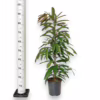 Fikus wierzbolistny (Ficus binnenijkii ‘Amstel King’) 100-110cm