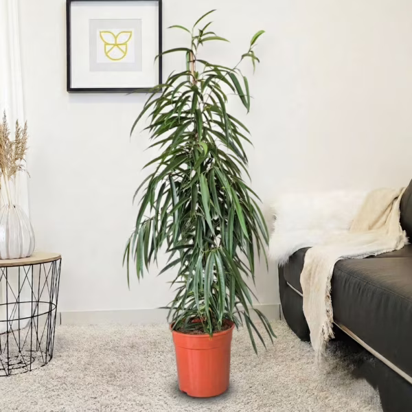 Fikus wierzbolistny (Ficus binnenijkii 'Alii') 140-150cm