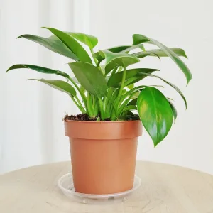 Filodendron Green Princess (Philodendron Green Princess) 20cm