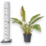 Filodendron (Philodendron 'Ring of Fire') 35cm