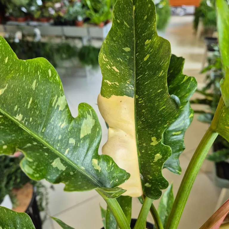 Filodendron (Philodendron 'Ring of Fire') 35cm