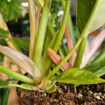 Filodendron (Philodendron 'Ring of Fire') 35cm
