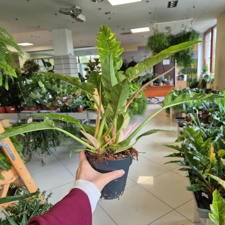 Filodendron (Philodendron 'Ring of Fire') 35cm