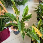 Filodendron (Philodendron 'Ring of Fire') 35cm