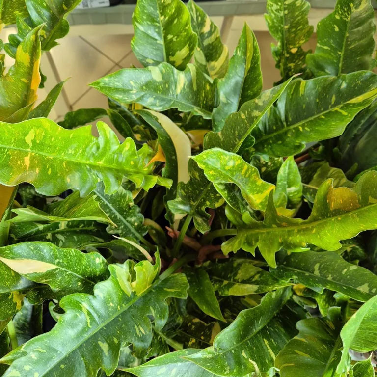 Filodendron (Philodendron 'Ring of Fire') 35cm