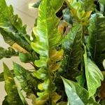 Filodendron (Philodendron 'Ring of Fire') 35cm