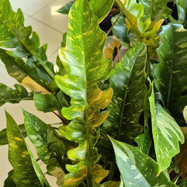 Filodendron (Philodendron 'Ring of Fire') 35cm