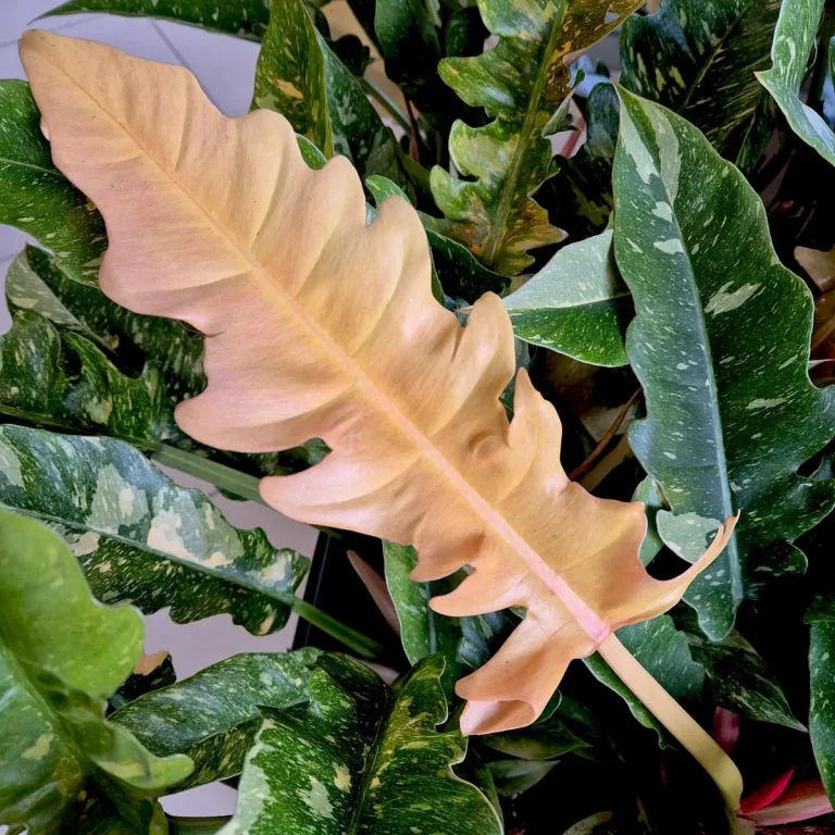 Filodendron (Philodendron 'Ring of Fire') 35cm