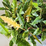 Filodendron (Philodendron 'Ring of Fire') 35cm