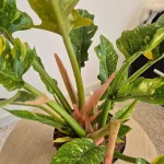 Filodendron (Philodendron 'Ring of Fire') 35cm