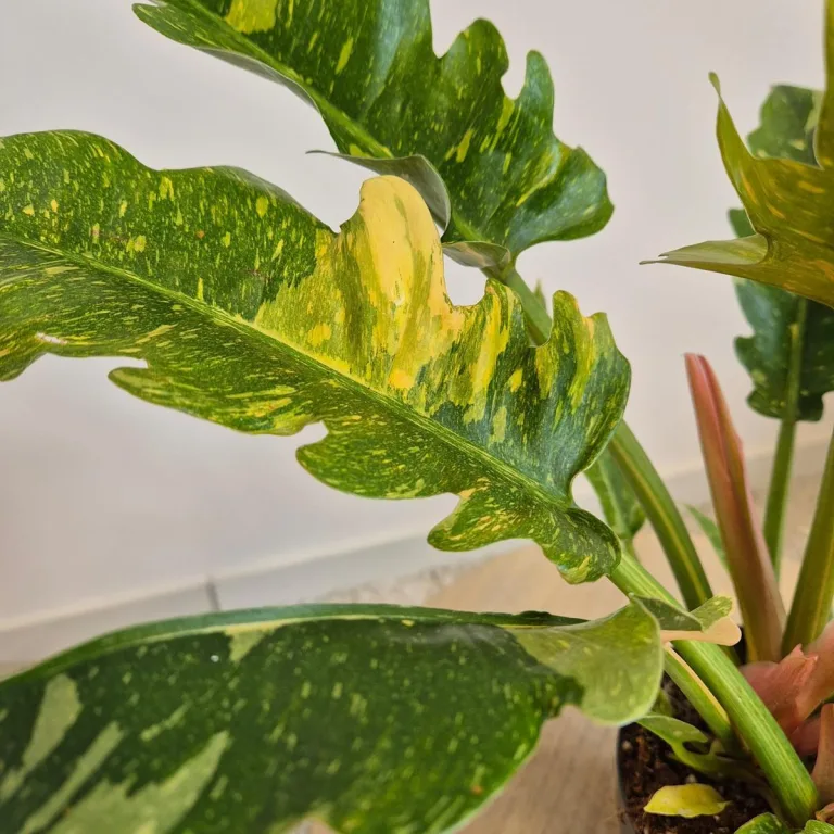 Filodendron (Philodendron 'Ring of Fire') 35cm