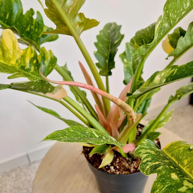 Filodendron (Philodendron 'Ring of Fire') 35cm