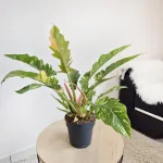 Filodendron (Philodendron 'Ring of Fire') 35cm