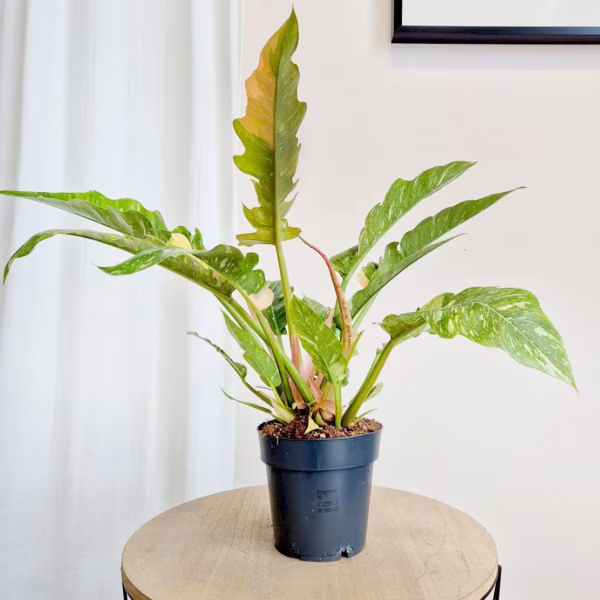 Filodendron (Philodendron 'Ring of Fire') 35-45cm