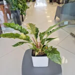 Filodendron (Philodendron 'Ring of Fire') 35cm
