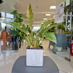 Filodendron (Philodendron 'Ring of Fire') 35cm