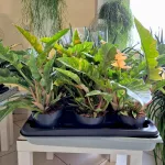 Filodendron (Philodendron 'Ring of Fire') 35cm