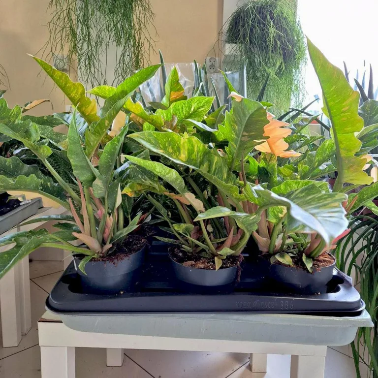 Filodendron (Philodendron 'Ring of Fire') 35cm