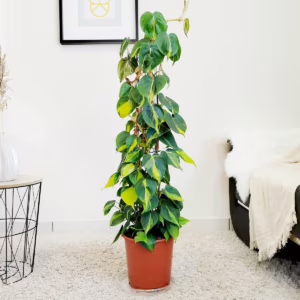 Filodendron pnący (Philodendron scandens 'Brasil') 110cm