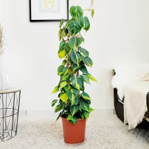 Filodendron pnący (Philodendron scandens 'Brasil') 110cm