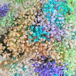 Gipsówka stabilizowana wiecznie żywa mix kolorów duży bukiet